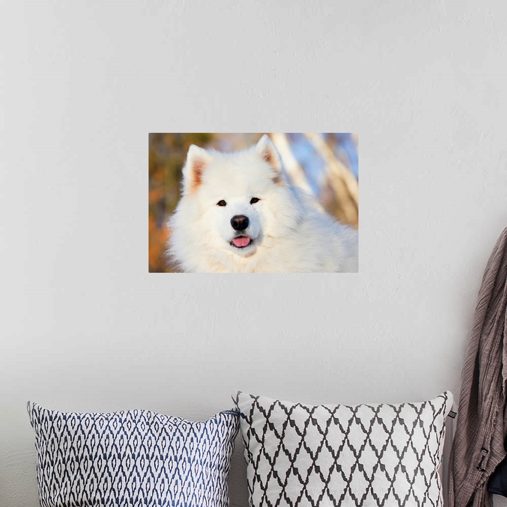 A bohemian room featuring Portrait of Samoyed dog in the snow, Ledyard, Connecticut