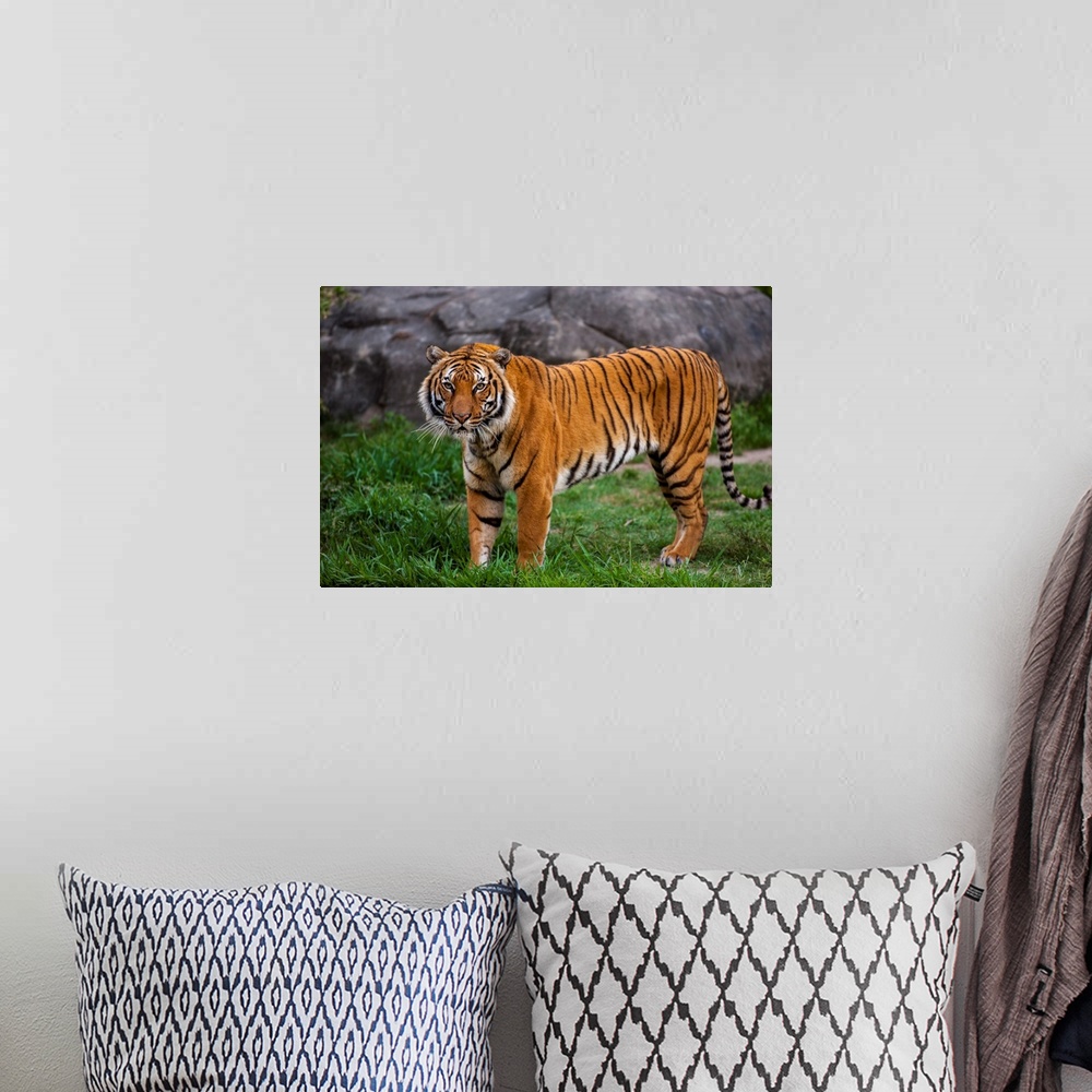 A bohemian room featuring Portrait of the Indochinese tiger (panthera tigris corbetti) standing in its enclosure at a zoo, ...