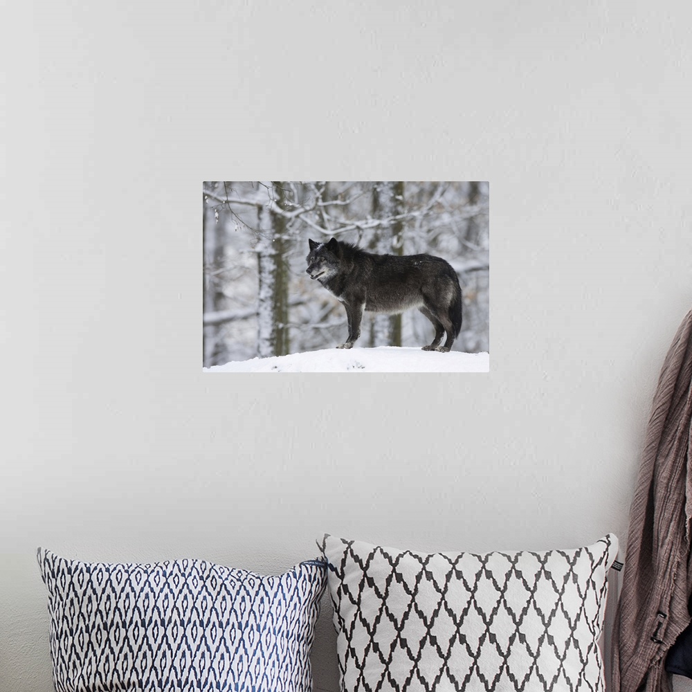 A bohemian room featuring Portrait of Timber Wolf