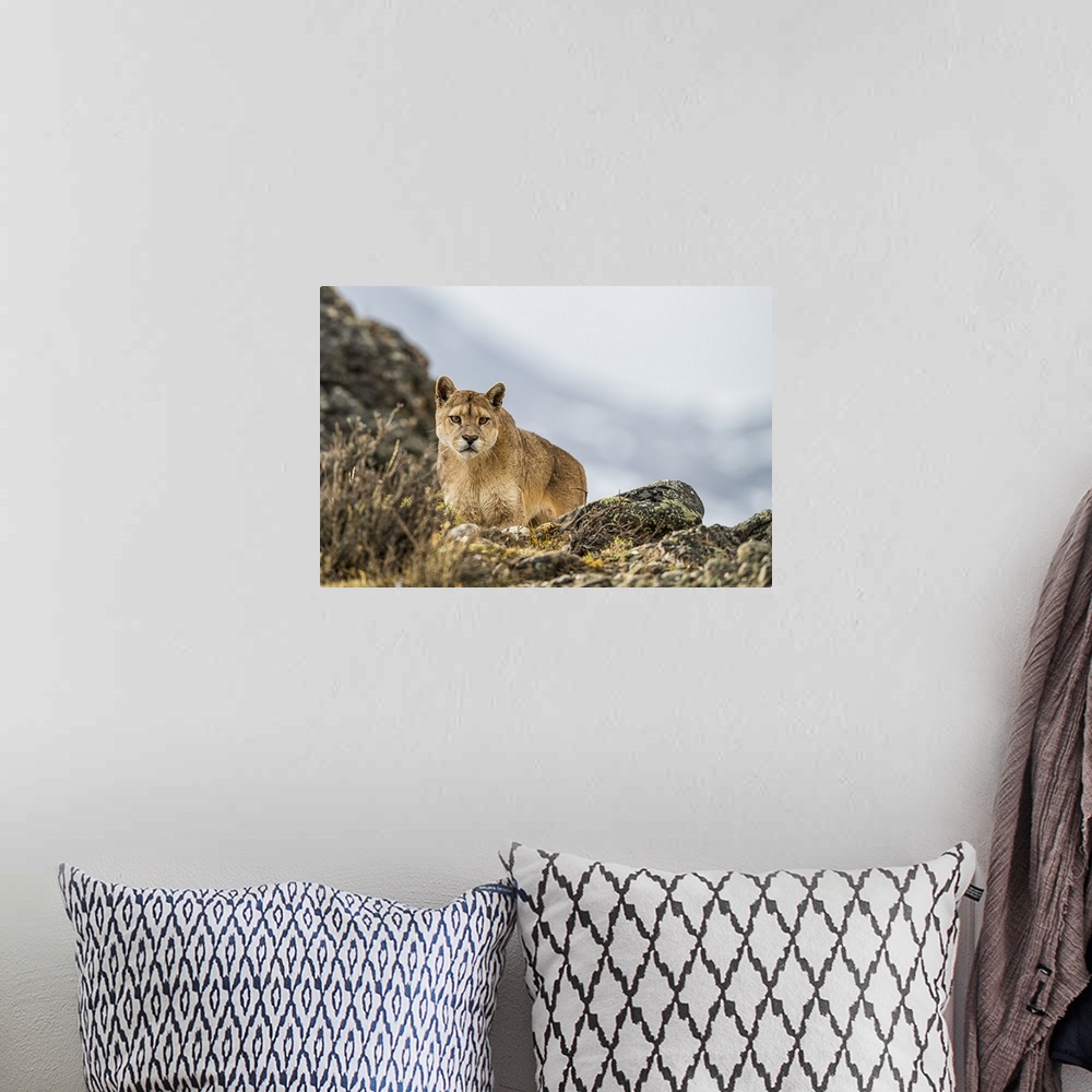 A bohemian room featuring Puma standing in the landscape in Southern Chile; Chile