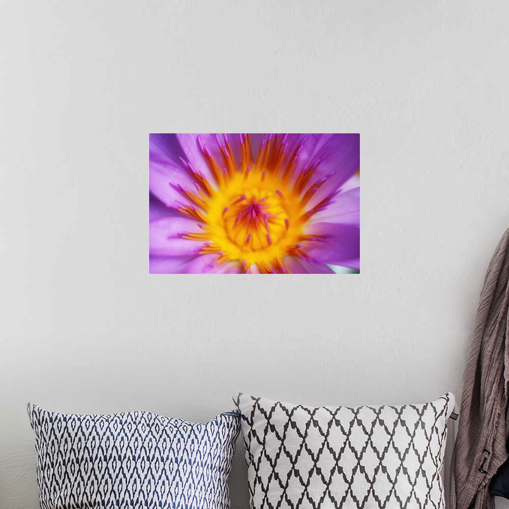 A bohemian room featuring Purple Water Lily Blossom With Yellow Center Detail