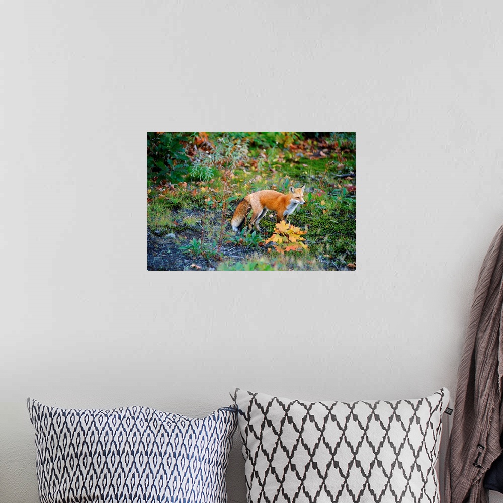 A bohemian room featuring Red Fox, Fairbank Provincial Park, Ontario, Canada