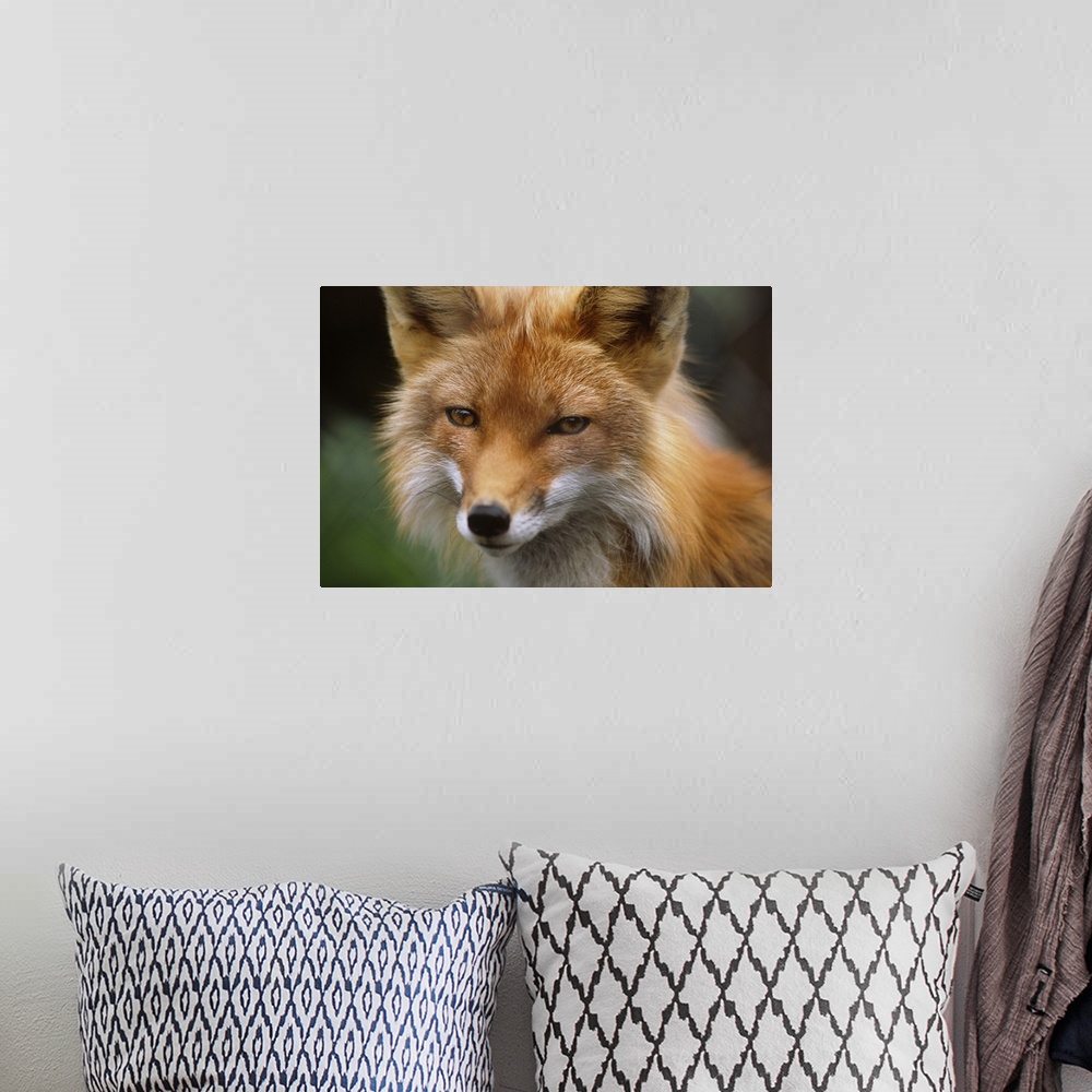 A bohemian room featuring Captive: Close Up Of Red Fox At The Alaska Wildlife Conservation Center Along Turnagain Arm Durin...