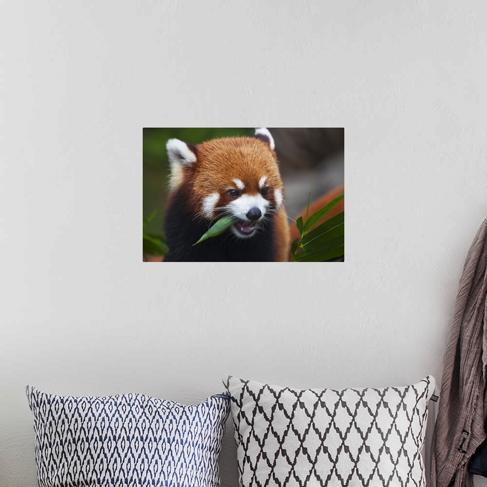 A bohemian room featuring Red Panda  or shining cat, is a small arboreal mammal and the only species of the genus Ailurus; ...