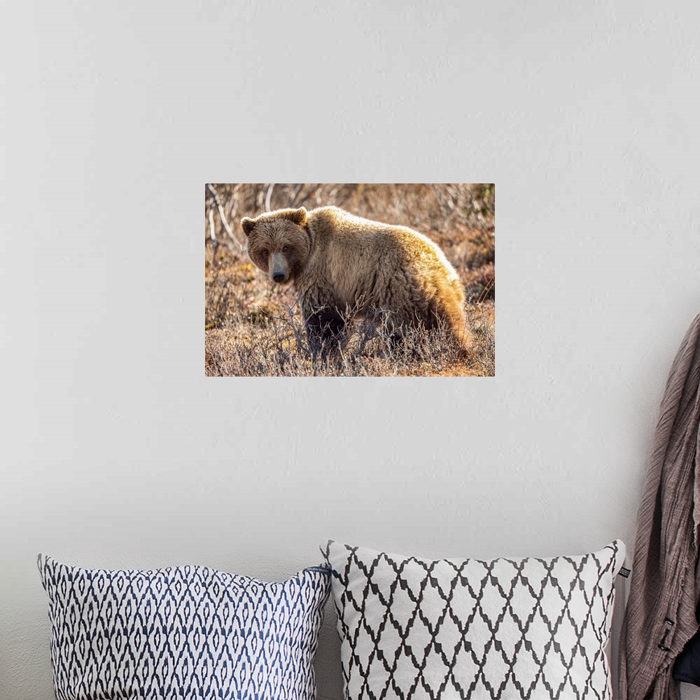 A bohemian room featuring A roaming grizzly bear (ursus arctos horribilis) pauses to look at the camera while feeding on th...