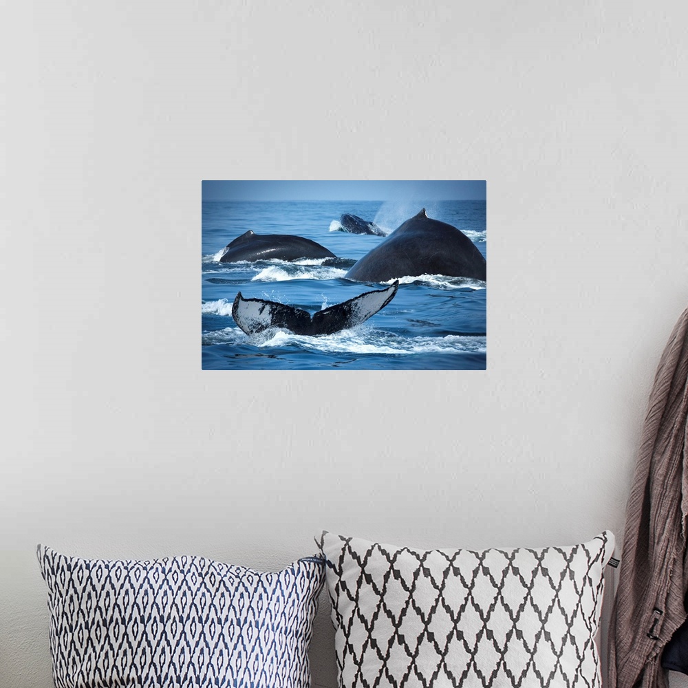 A bohemian room featuring School Of Humpback Whales