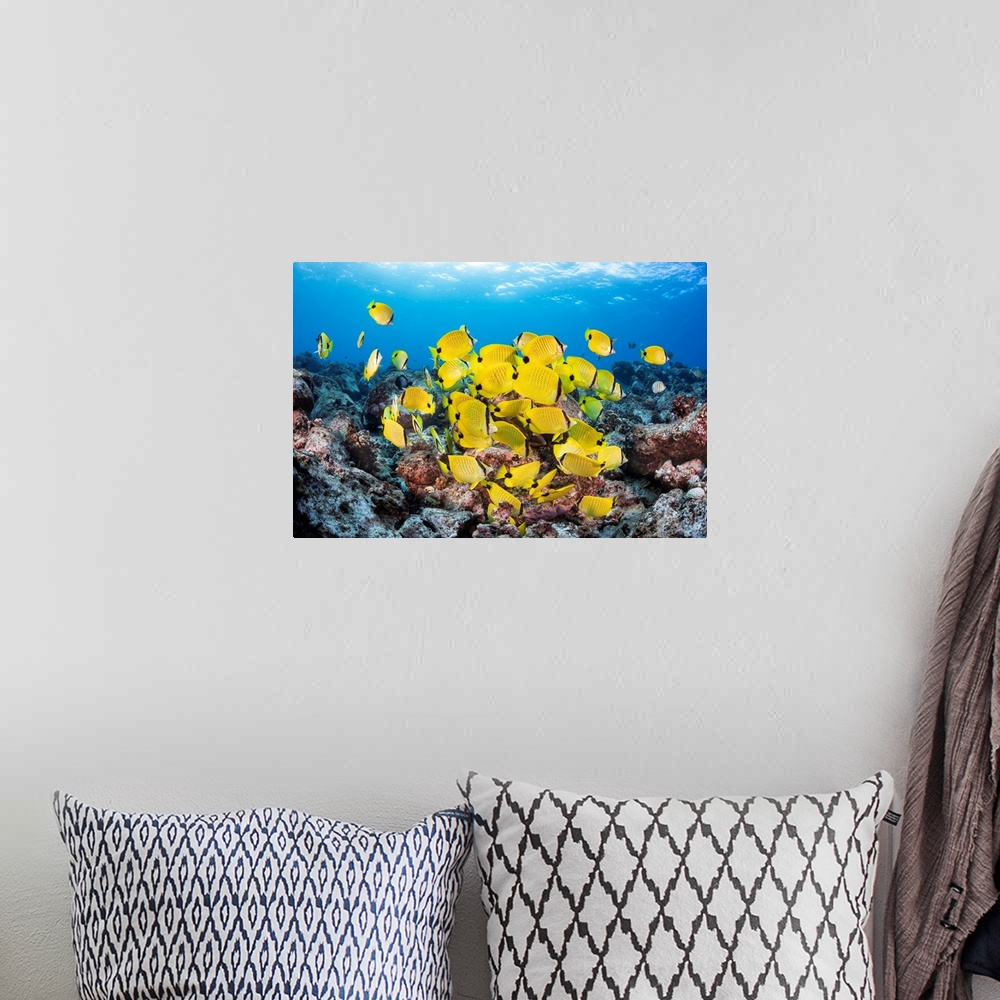 A bohemian room featuring Schooling Milletseed butterflyfish (Chaetodon miliaris), endemic to Hawaii; Hawaii, United States...