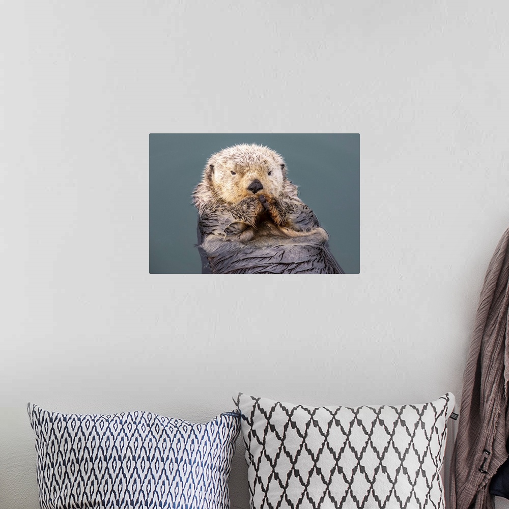 A bohemian room featuring A wet sea otter (enhydra lutris) playing and eating near the small boat harbor, south-central Ala...