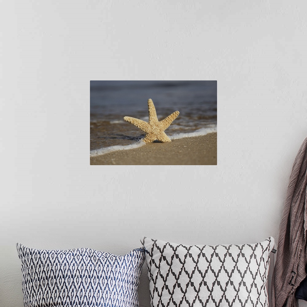 A bohemian room featuring Sea star on beach, Maui, Hawaii, united states of America.
