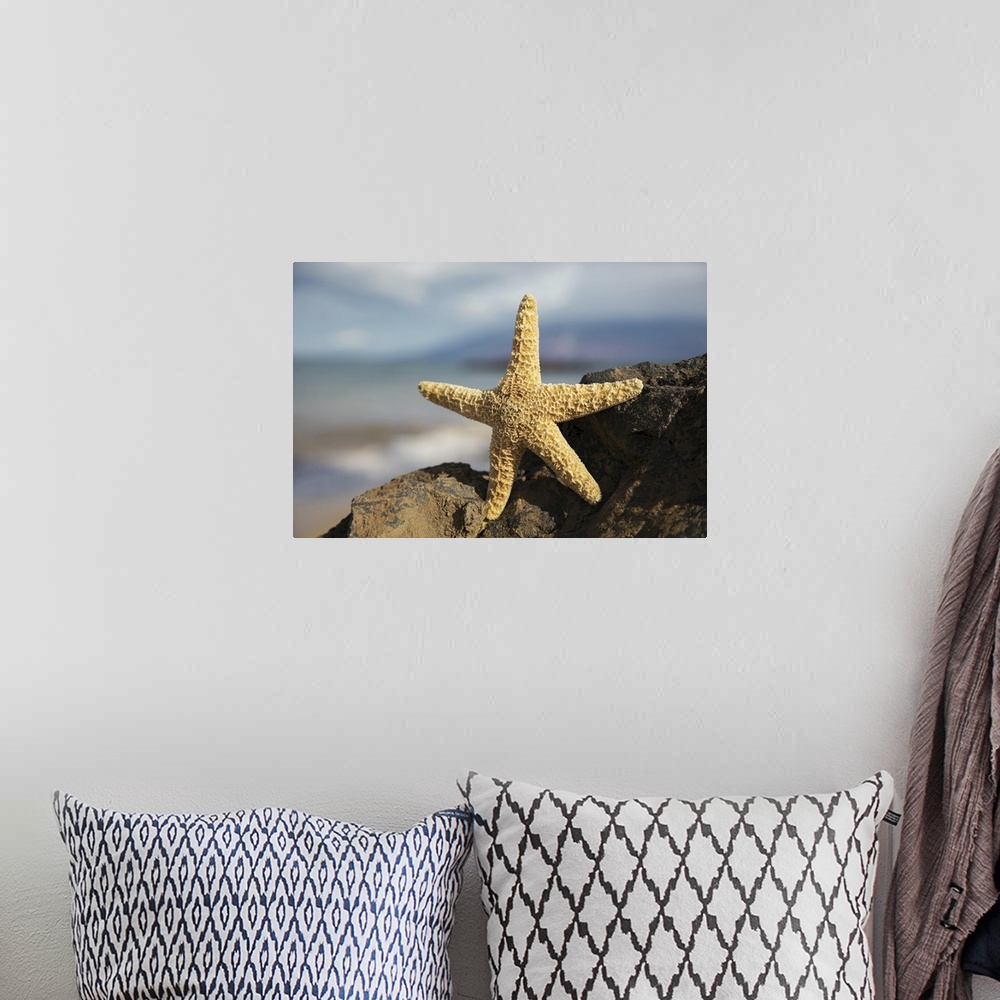 A bohemian room featuring Sea star on lava rock with ocean, Maui, Hawaii, united states of America.
