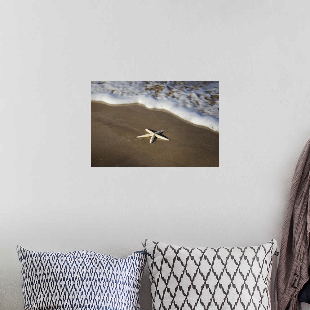 A bohemian room featuring Sea star washes ashore on a beach, Maui, Hawaii, united states of America.