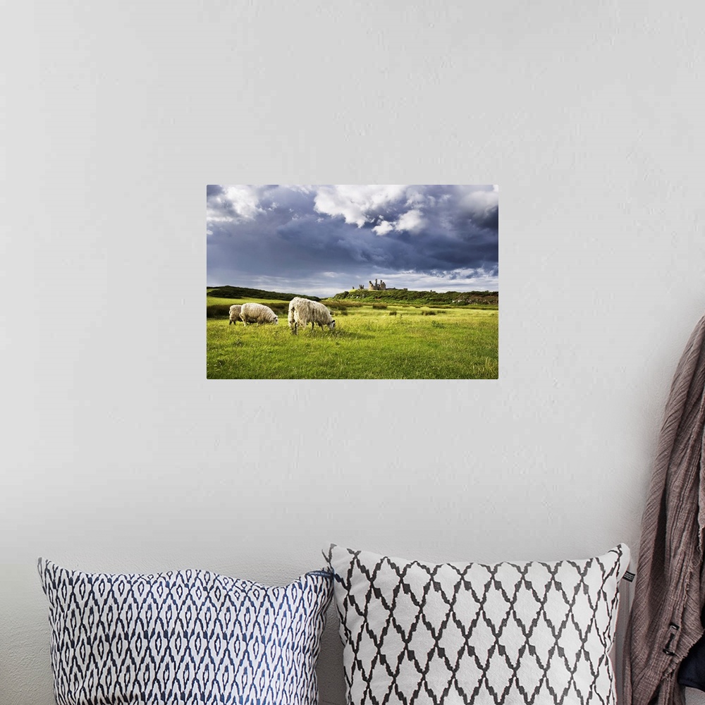 A bohemian room featuring Sheep and Dunstanburgh Castle, Northumberland, Northumbria, England, United Kingdom