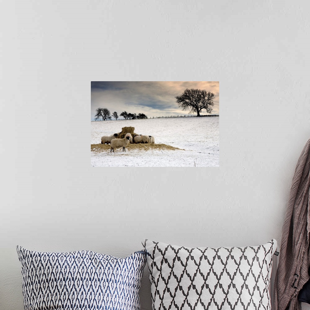 A bohemian room featuring Sheep In Field Of Snow, Northumberland, England