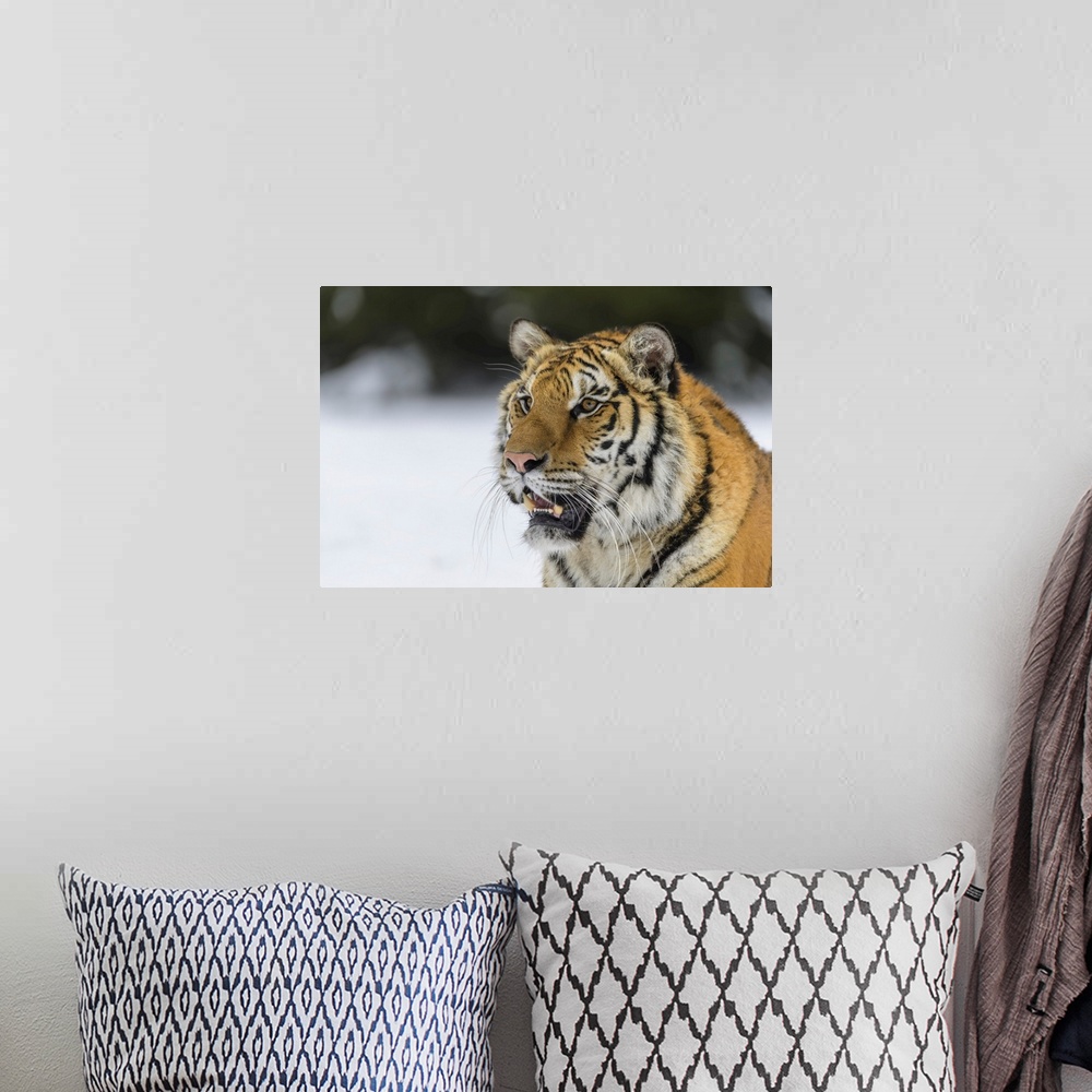 A bohemian room featuring Siberian Tiger Baring It's Teeth In Winter, Czech Republic