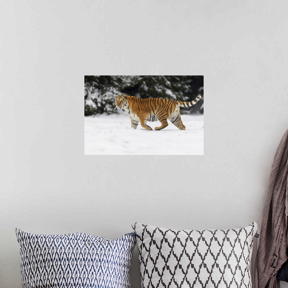 A bohemian room featuring Siberian Tiger In Winter, Czech Republic