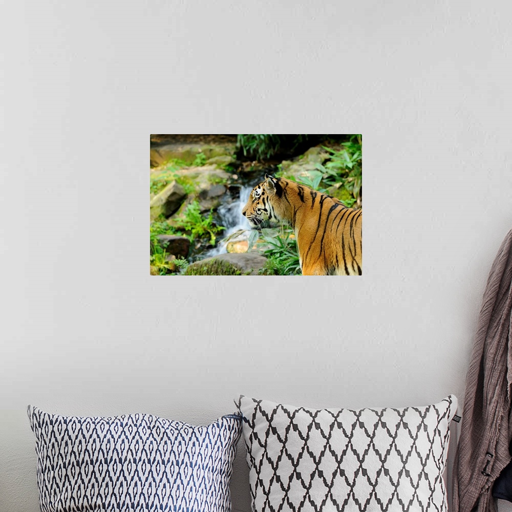 A bohemian room featuring Siberian Tiger (Panthera tigris altaica) near Waterfall