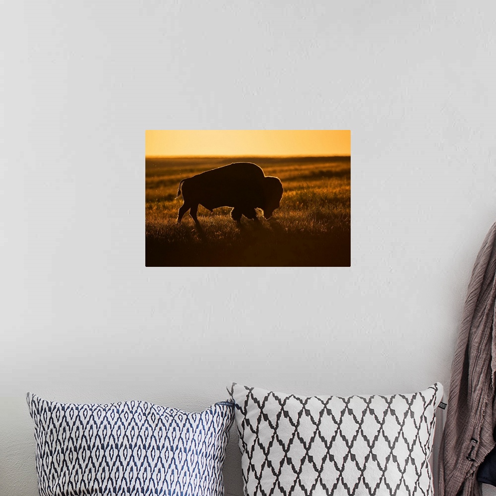 A bohemian room featuring Silhouette of a bison at sunset, Grasslands National Park, Saskatchewan, Canada