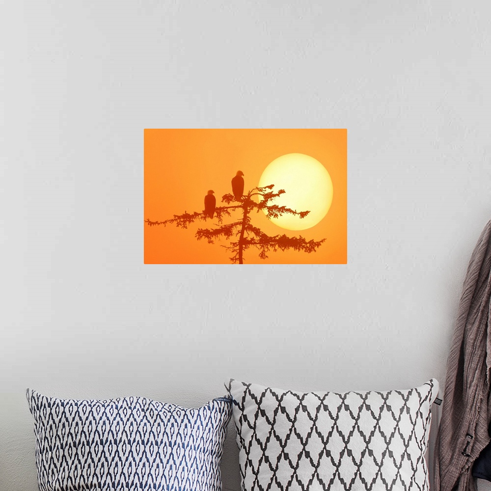 A bohemian room featuring Silhouette Of Bald Eagle On Branch At Sunset