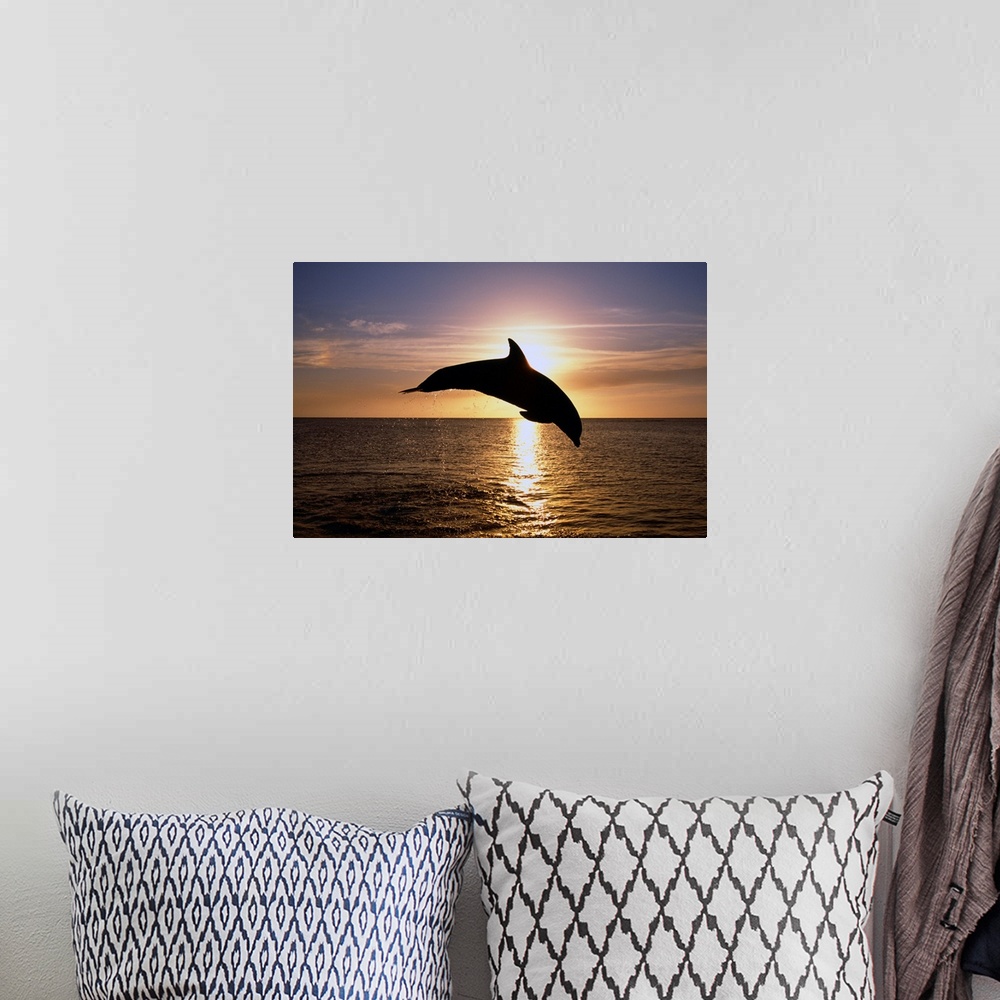 A bohemian room featuring Silhouette Of Bottlenose Dolphin Leaping, Sunset, Caribbean Sea