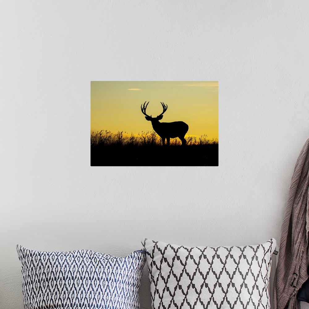 A bohemian room featuring Silhouetted mule deer buck (Odocoileus hemionus) standing in grass during a golden sunset; Steamb...