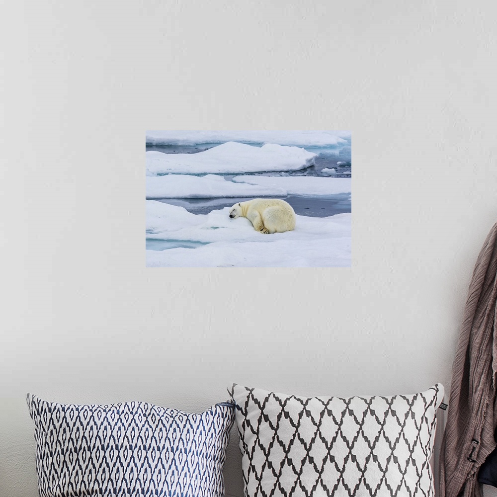 A bohemian room featuring Sleeping Polar Bear (Ursus maritimus), Hinlopen Strait Svalbard, Norway