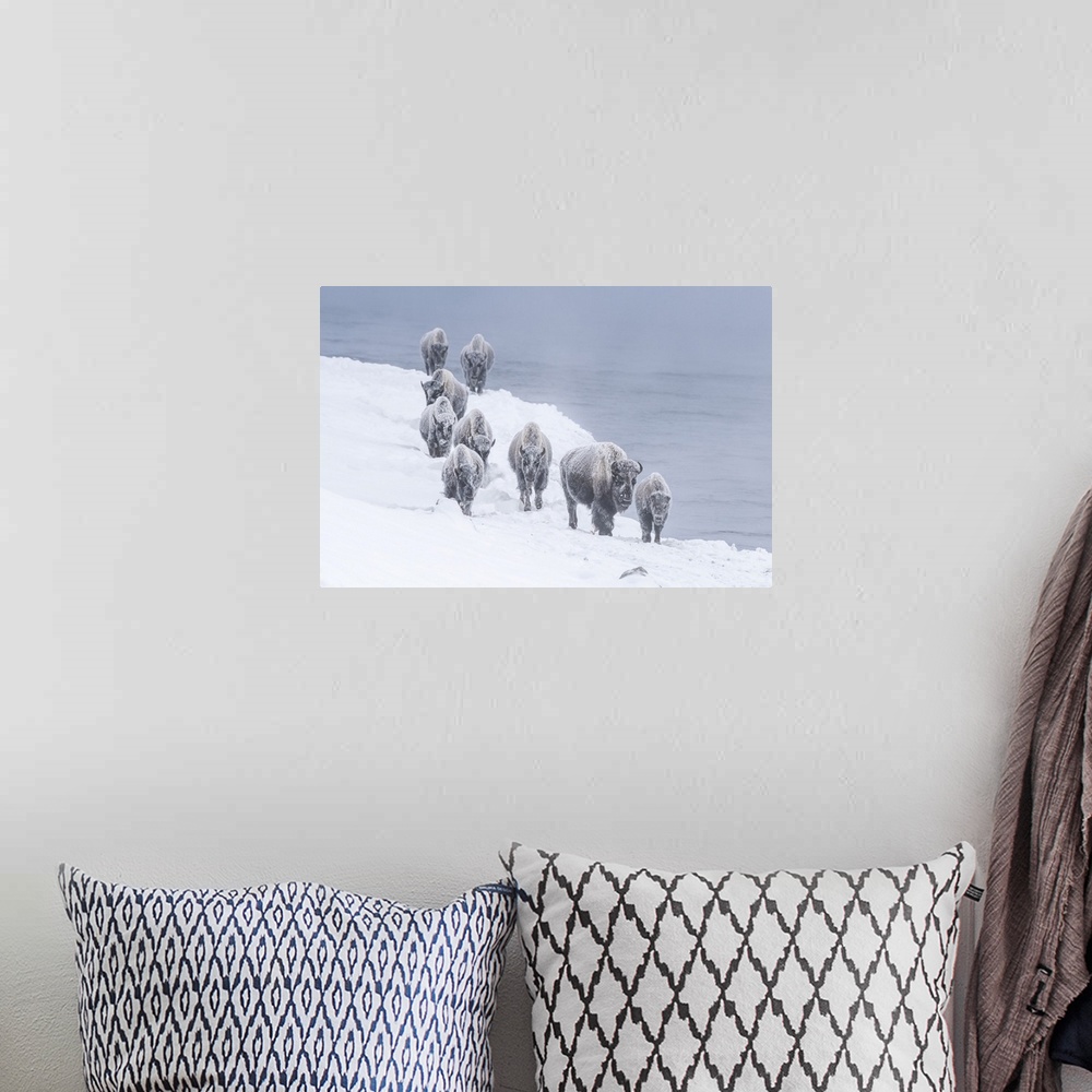 A bohemian room featuring Snow covered herd of American bison (Bison bison) walking along the riverbank of Firehole River i...