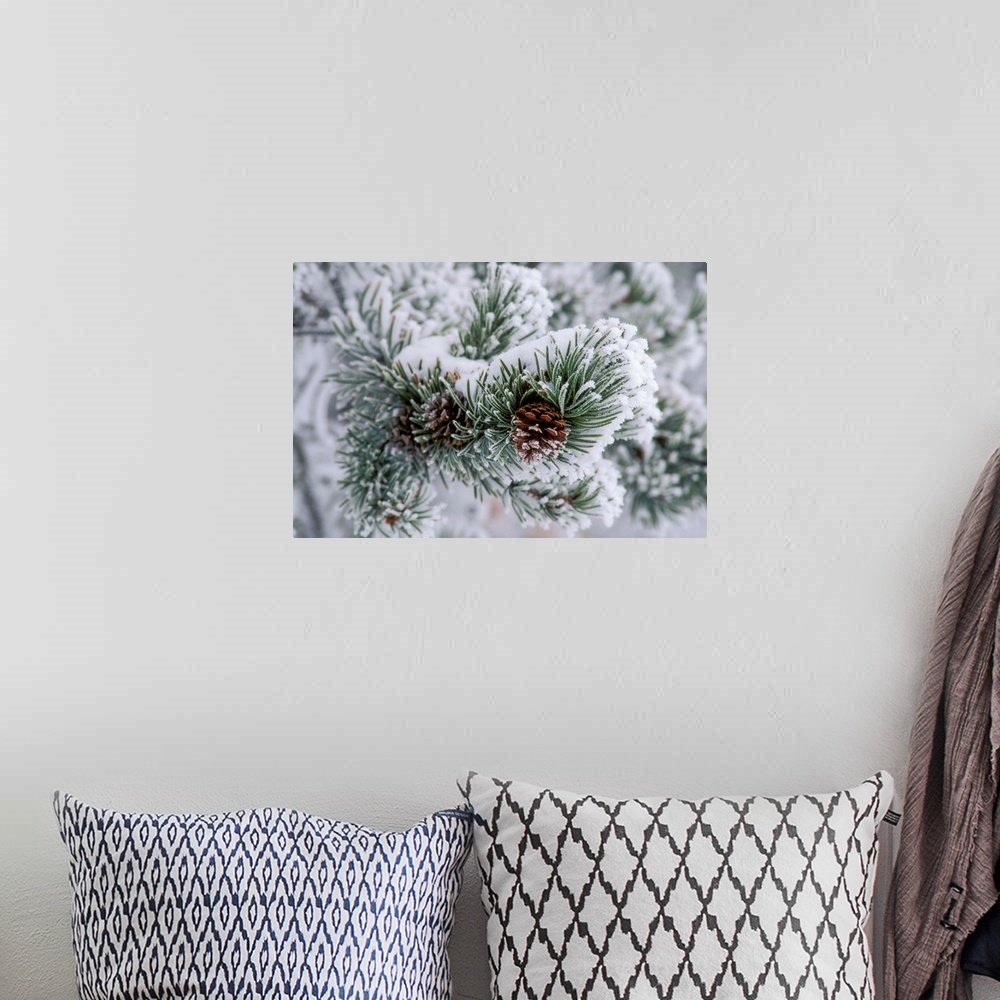 A bohemian room featuring Snow covers the branches of a lodgepole pine tree (Pinus contorta), United States of America