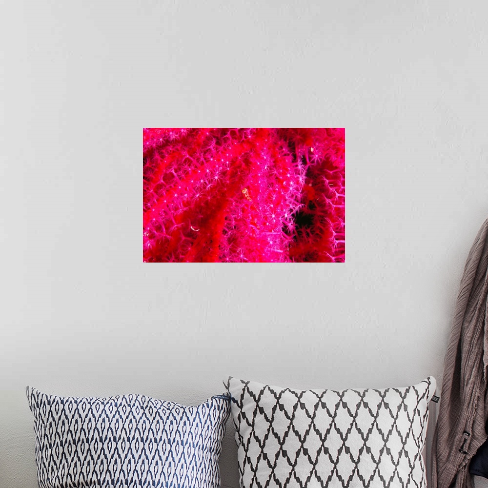 A bohemian room featuring Solomon Islands, Bright Pink Soft Coral With Goby Atop