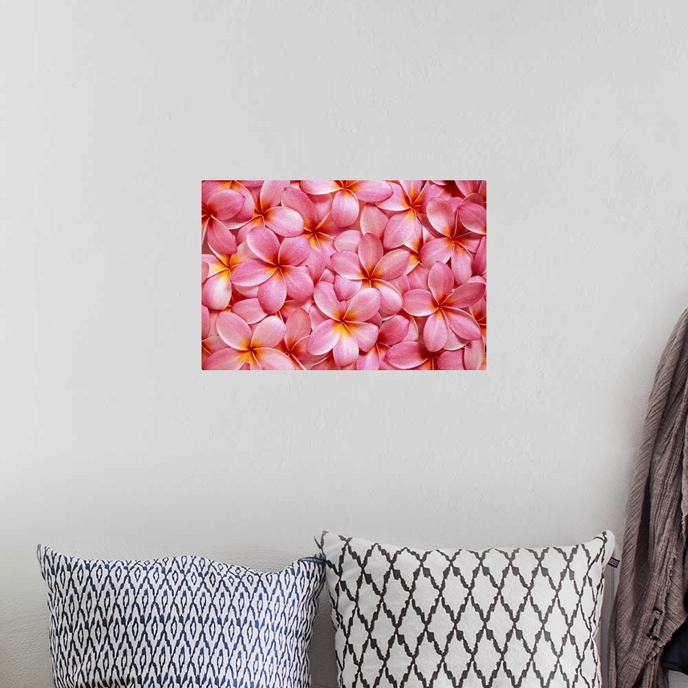 A bohemian room featuring Spread Of Pink Plumeria Flowers Overlapping, Water Droplets