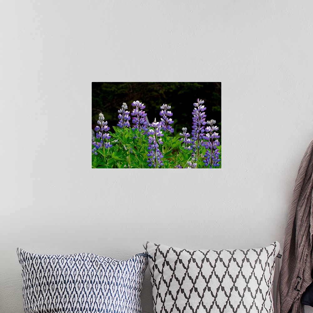 A bohemian room featuring Close up of Lupine Wildflowers in Bloom SC AK Summer