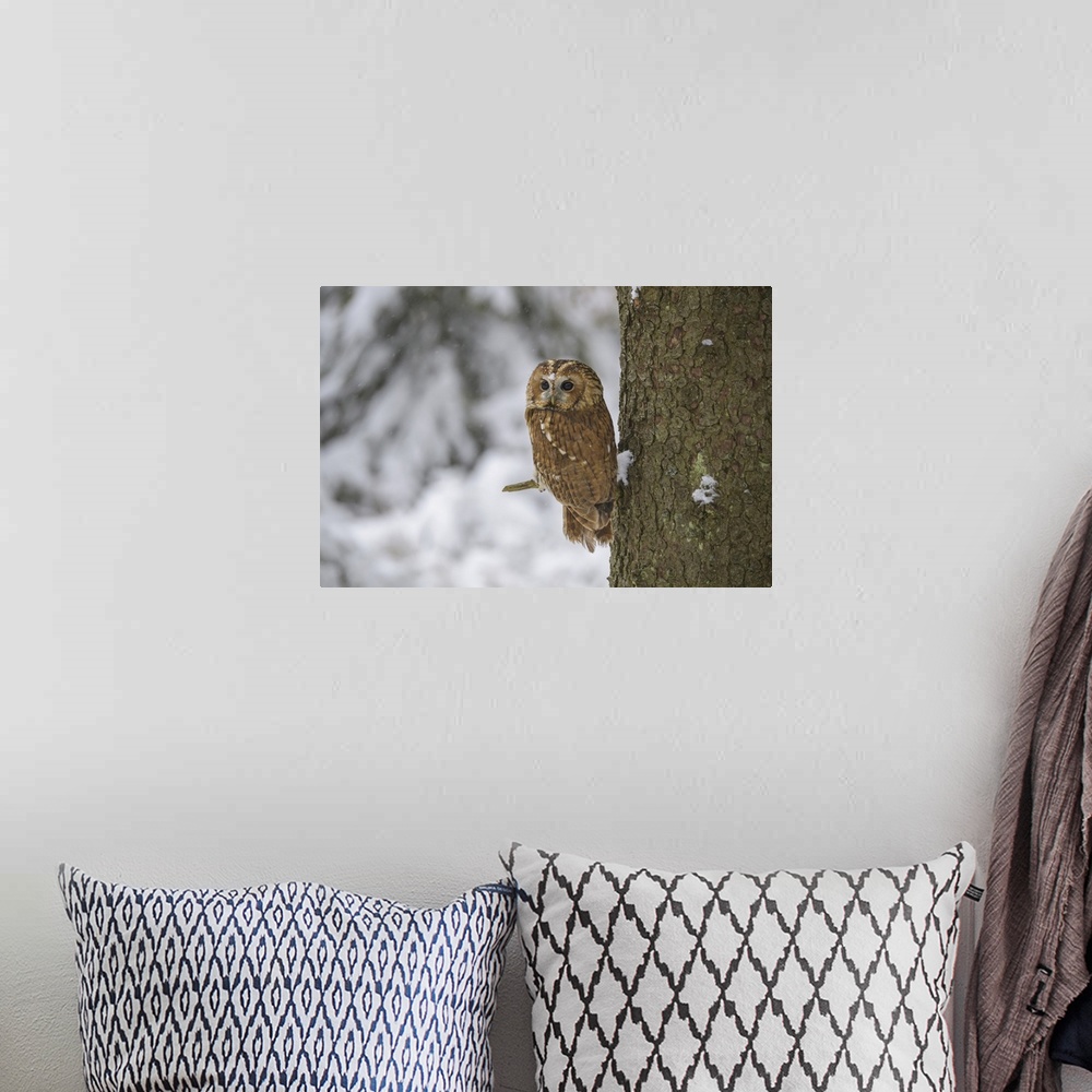 A bohemian room featuring Tawny Owl, Strix aluco, in winter
