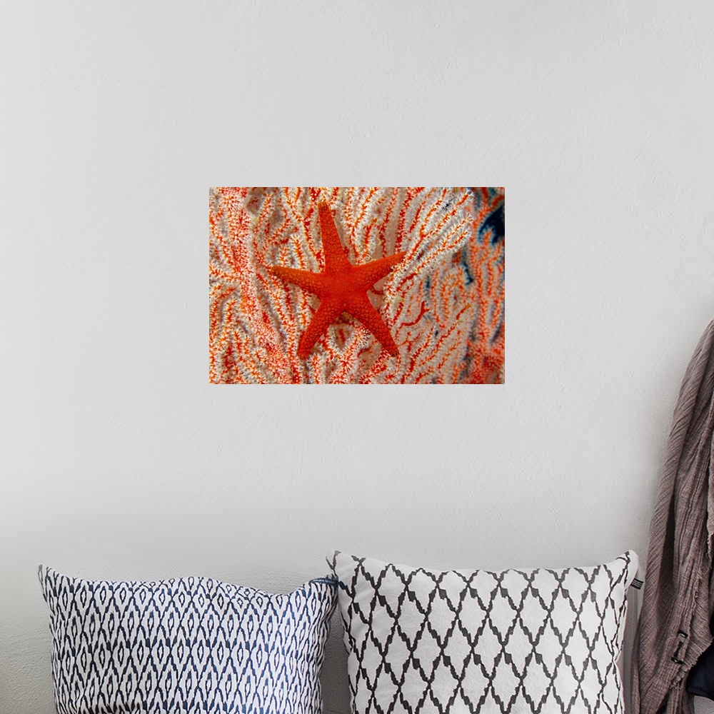 A bohemian room featuring Thailand, Sea Star (Fromia Indica) On Gorgonian Coral