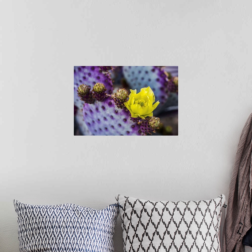 A bohemian room featuring The pollen laden center in the yellow bloom of a Prickly Pear Cactus (Opuntia) flower and future ...