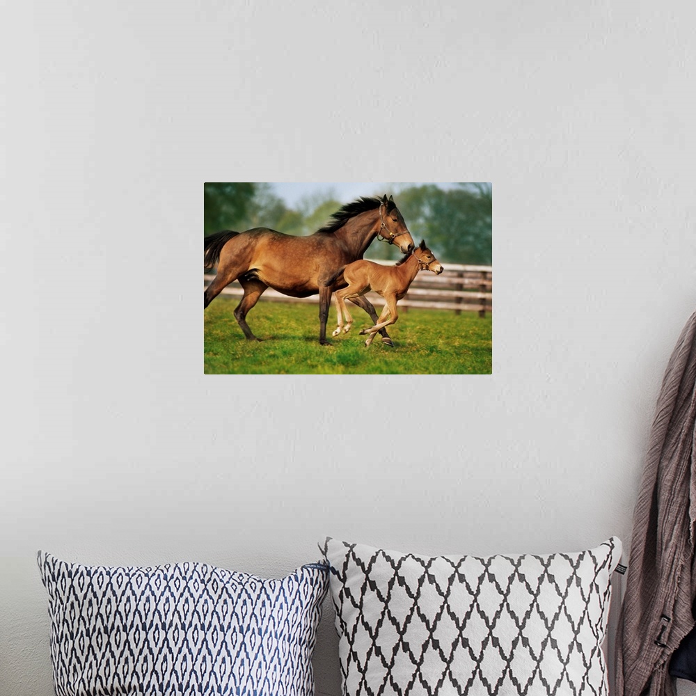 A bohemian room featuring Thoroughbred Chestnut Mare and Foal, Ireland