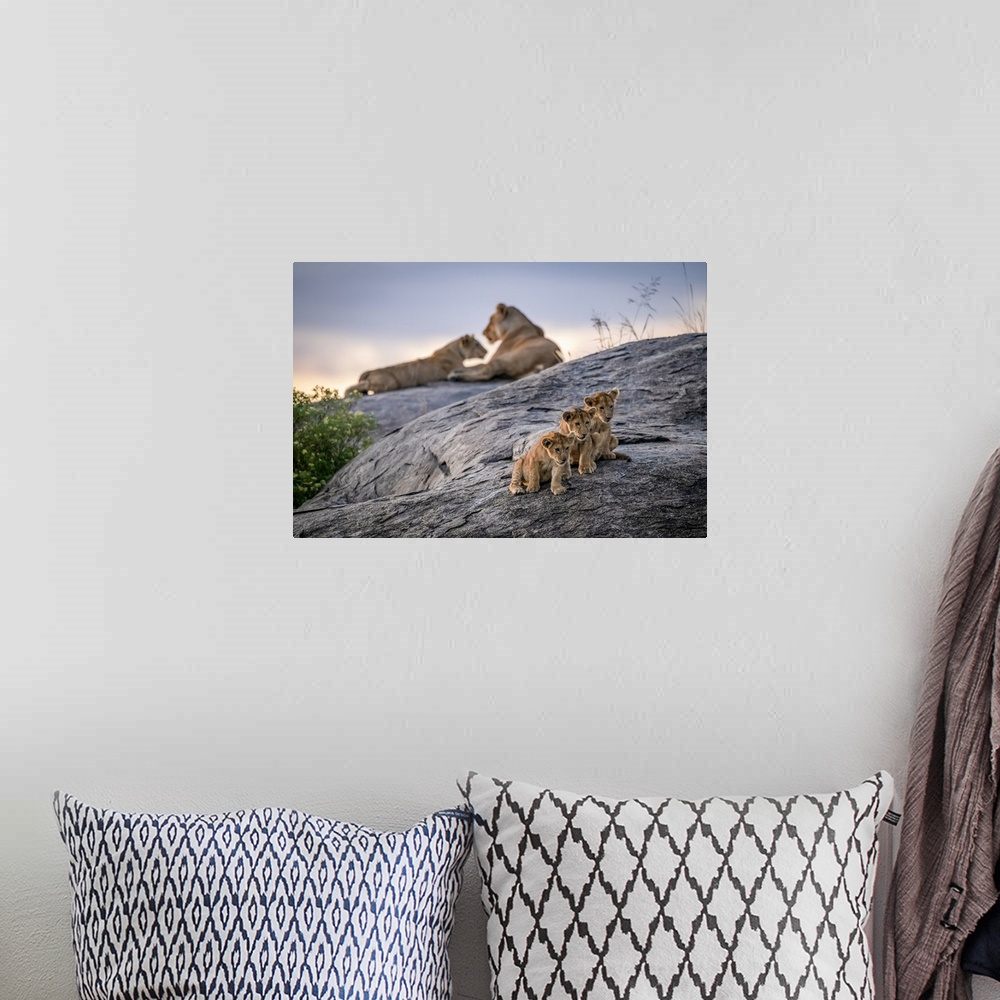 A bohemian room featuring Three lion cubs (Panthera leo) sitting on a rock looking out with two lionesses in the background...