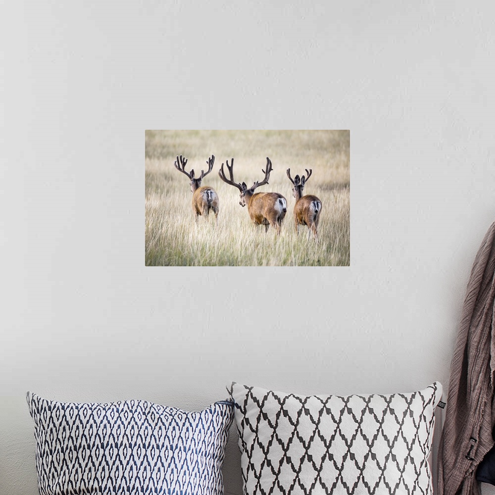 A bohemian room featuring Rear view of three Mule deer bucks (Odocoileus hemionus) standing in a grass field; Steamboat Spr...
