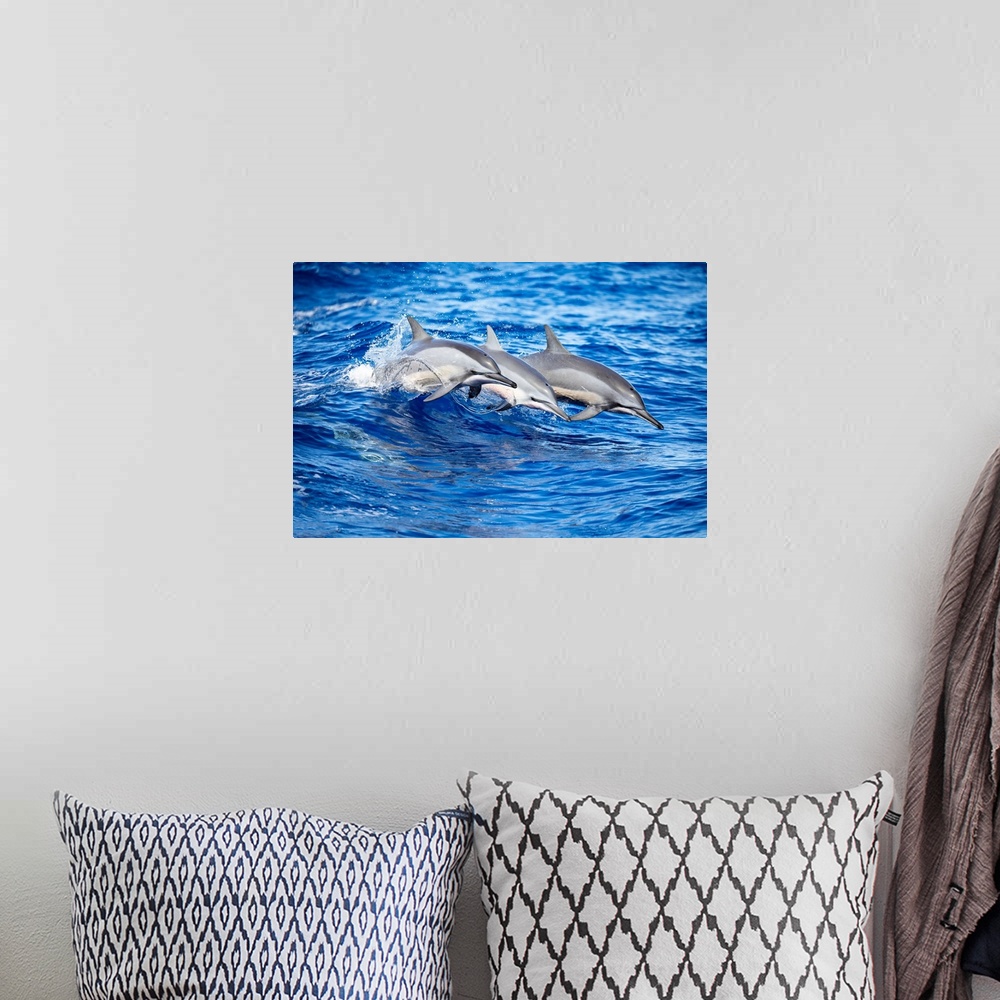 A bohemian room featuring Three Spinner dolphins (Stenella longirostris) leap out of the Pacific Ocean off the island of La...