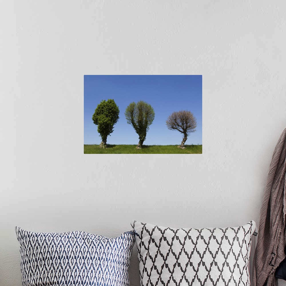 A bohemian room featuring Three Trees Against Sky, Charmoy, Aube, France
