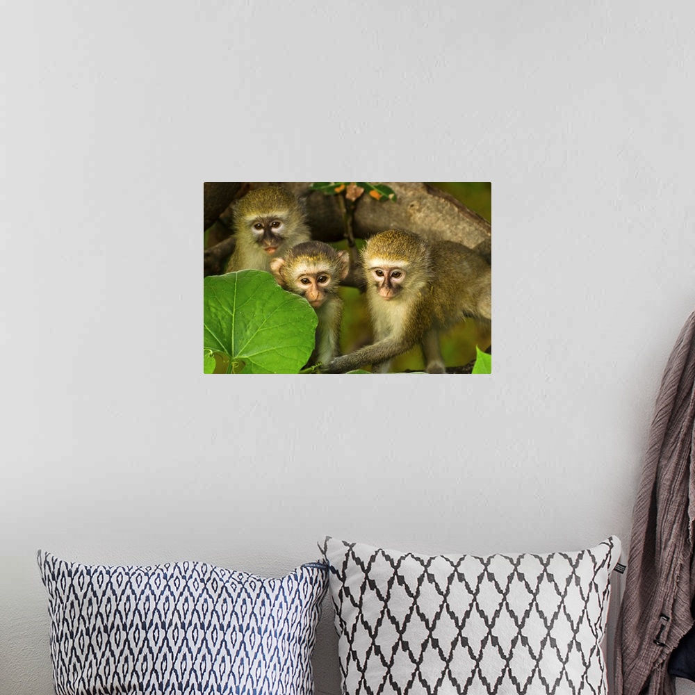 A bohemian room featuring Three vervet monkeys in a leafy tree.