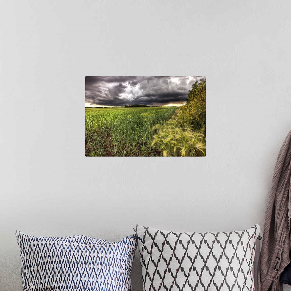 A bohemian room featuring Thunder Clouds Over Field Of Wheat North Of Edmonton, Alberta, Canada