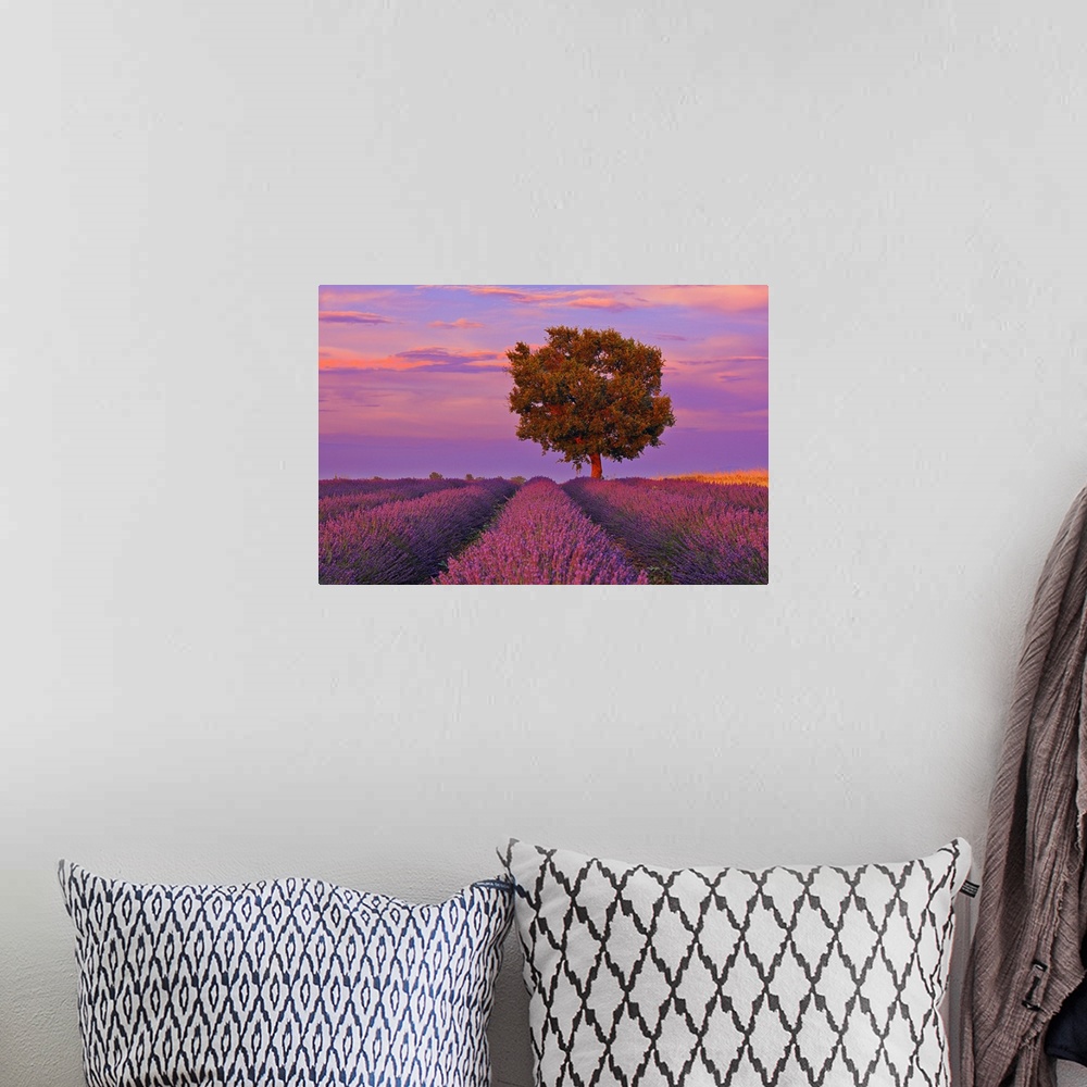 A bohemian room featuring Tree in Lavender Field at Sunset, Valensole Plateau, Alpes-de-Haute-Provence, Provence-Alpes-Cote...