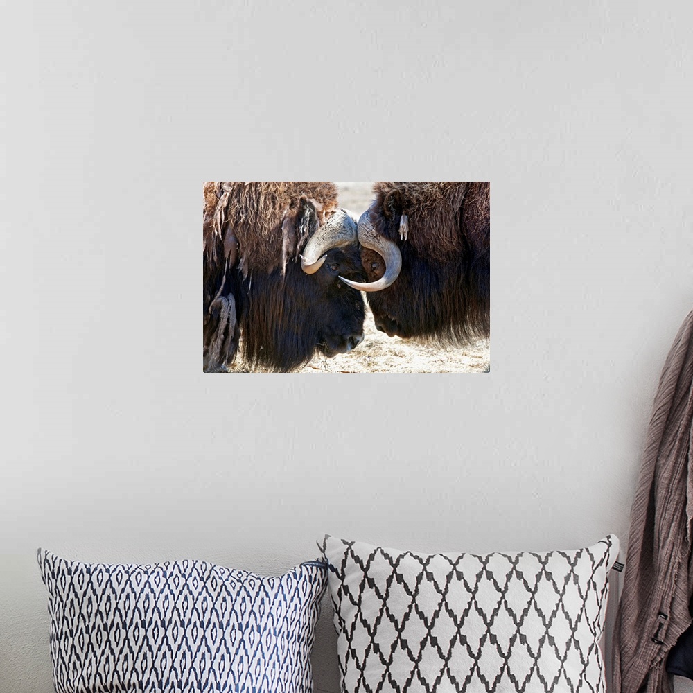 A bohemian room featuring Two Bull Musk-Oxen Standing Face To Face, Southcentral Alaska