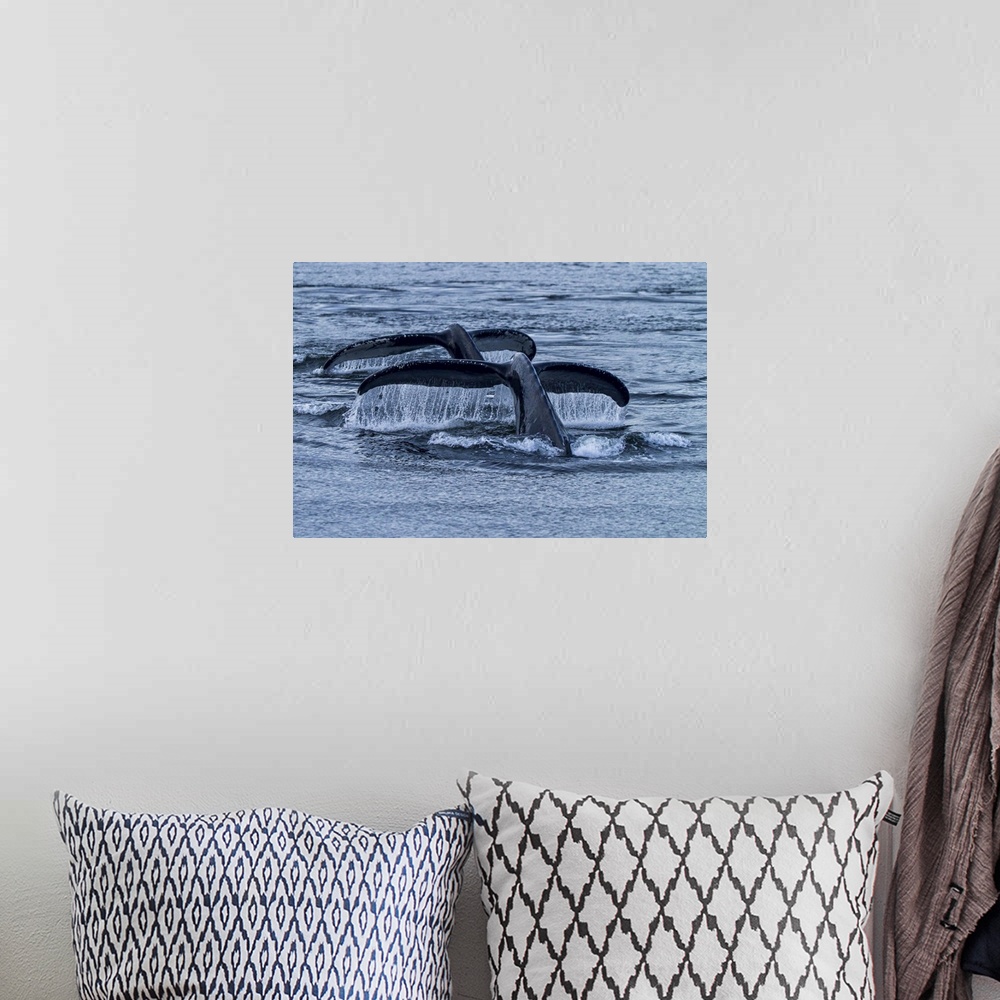 A bohemian room featuring Two humpback whale flukes rise from the ocean.
