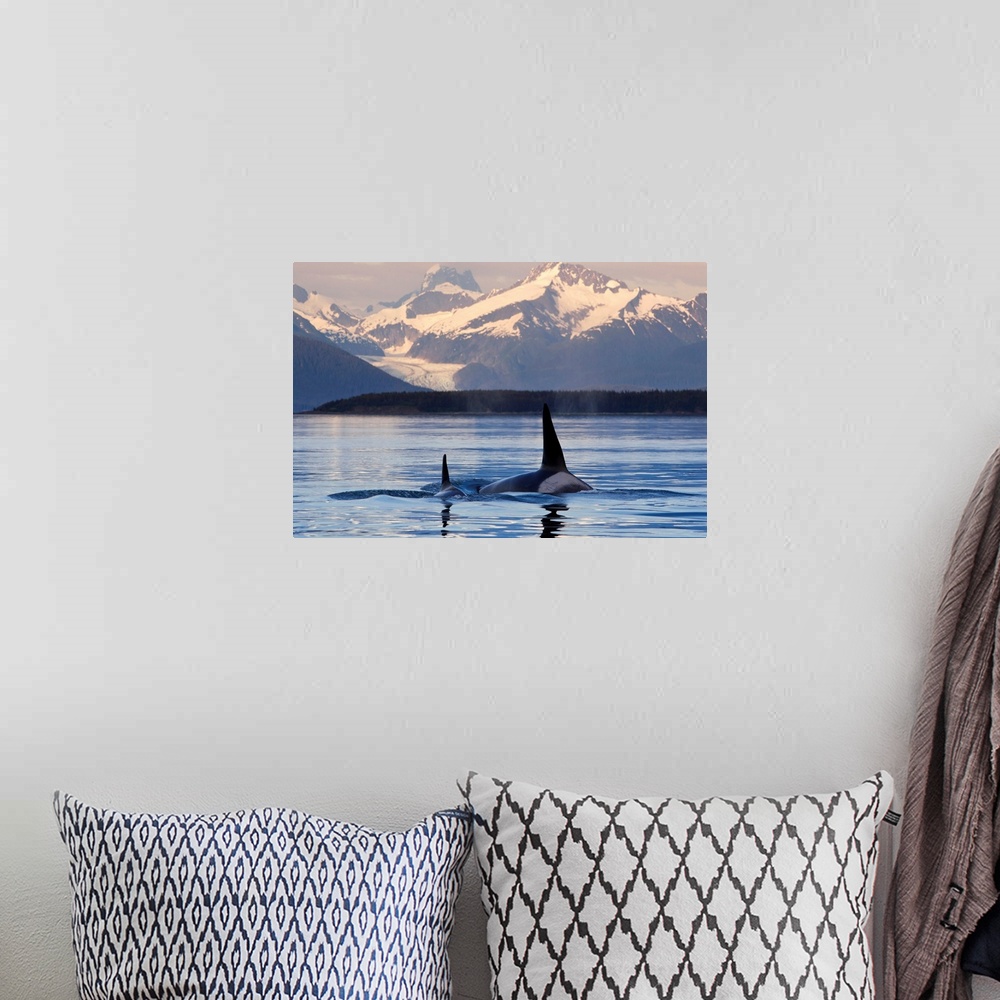 A bohemian room featuring Two Killer whales surface in Lynn Canal at sunset