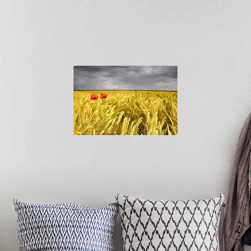 A bohemian room featuring Two Red Poppies In Wheat Field