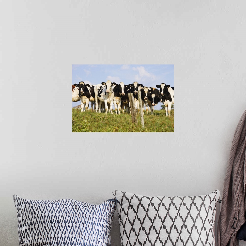 A bohemian room featuring View Of Cows, Bas-Saint-Laurent Region, Quebec, Canada