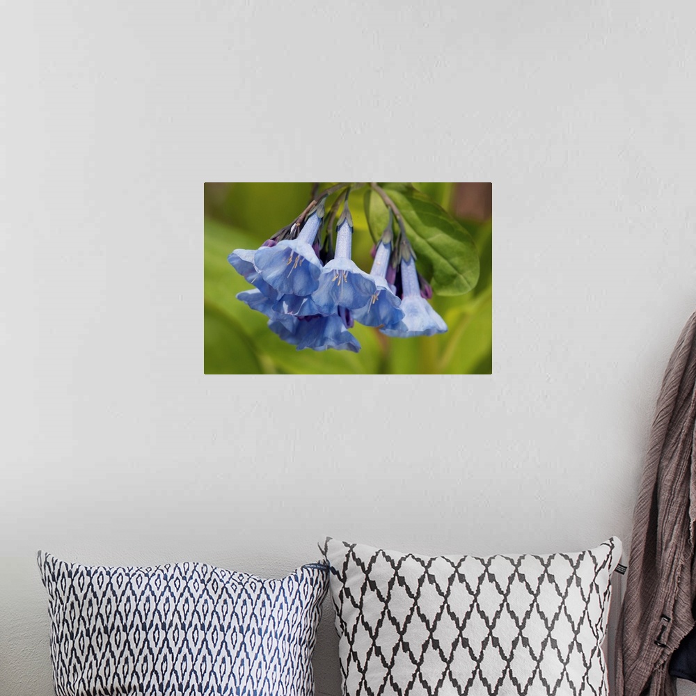 A bohemian room featuring Virginia bluebells, Mertensia virginica, in the springtime. Framingham, Massachusetts.