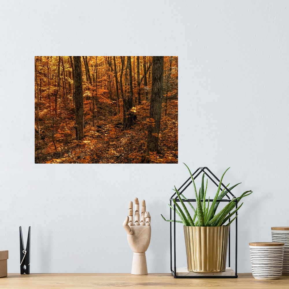 A bohemian room featuring Warm coloured foliage on the trees and forest floor in autumn; Huntsville, Ontario, Canada.