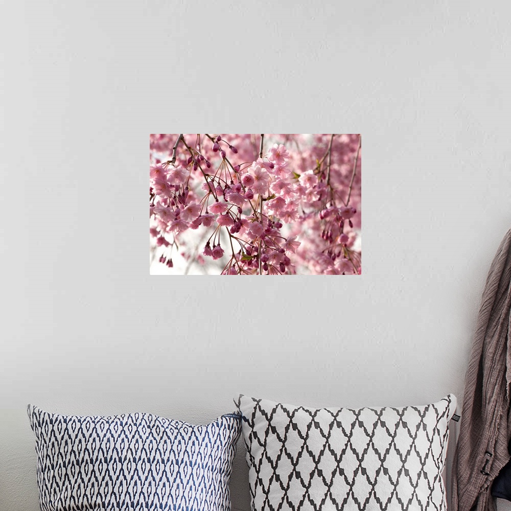 A bohemian room featuring Weeping Higan cherry, Prunus subhirtella, in bloom.