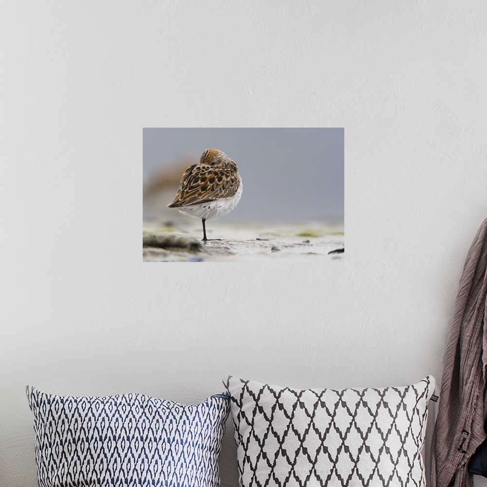 A bohemian room featuring Western Sandpiper Roosting On Mud Flats Of Hartney Bay, Copper River Delta, Alaska